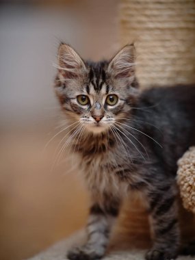 Beyaz bıyıklı yeşil gözlü çizgili bir kedinin portresi.