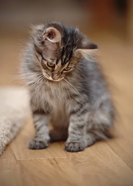 灰色のふわふわのストライプの子猫が床に座っています — ストック写真