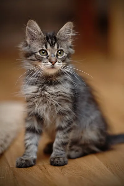 Chaton Rayé Pelucheux Gris Assis Sur Plancher — Photo