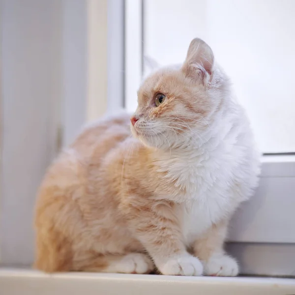 红胖的小猫坐在窗台上 — 图库照片
