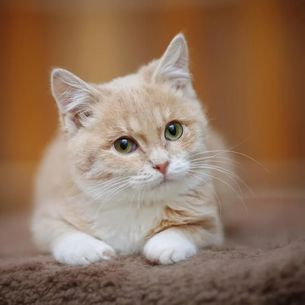 緑の目をした薄ベージュの子猫の肖像 — ストック写真