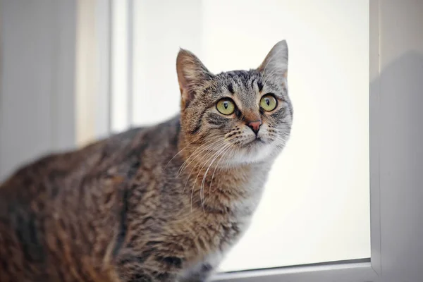 Retrato Gato Listrado Contra Fundo Uma Janela — Fotografia de Stock