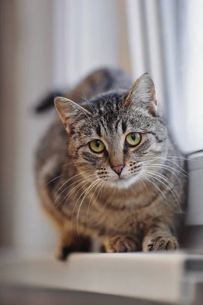 Gato Olhos Verdes Listrado Uma Soleira Porta Janela — Fotografia de Stock