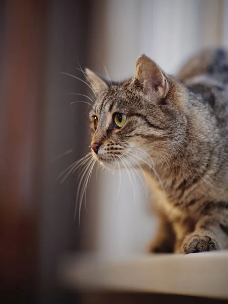 Retrato Gato Rayado Con Ojos Verdes —  Fotos de Stock