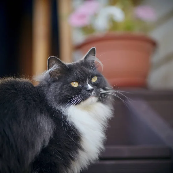 Portrait Chat Moelleux Couleur Fumée Aux Yeux Jaunes — Photo