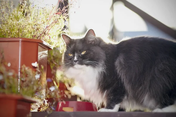 茶碗付きの花の間に煙色のふわふわした猫の肖像画 — ストック写真