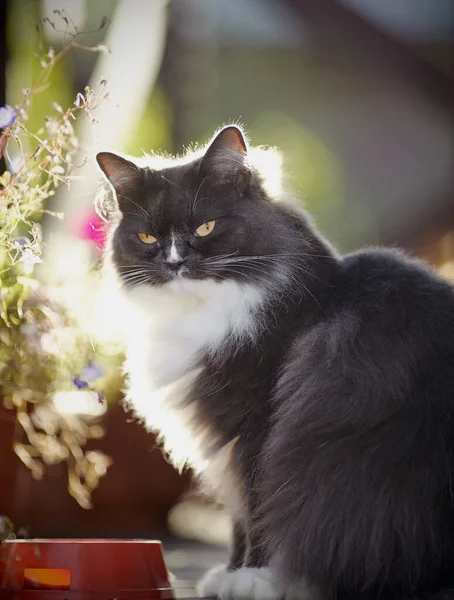 Portrait Fluffy Cat Smoky Color Yellow Eyes — Stock Photo, Image