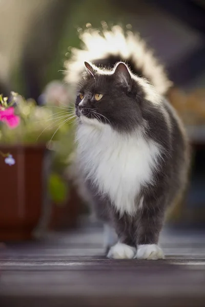 Gato Esponjoso Color Ahumado Con Ojos Amarillos Iluminado Por Sol —  Fotos de Stock