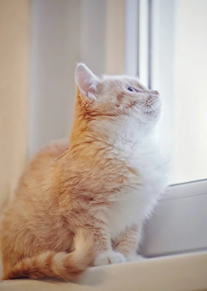 Red Tabby Chaton Assis Sur Rebord Fenêtre — Photo