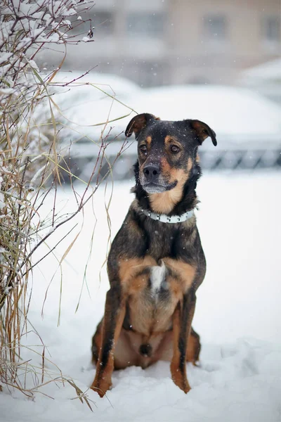 Gefokte Zwarte Bruine Hond Zit Sneeuw — Stockfoto