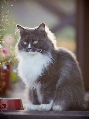 Güzel, tüylü, dumanlı, sarı gözlü bir kedi..