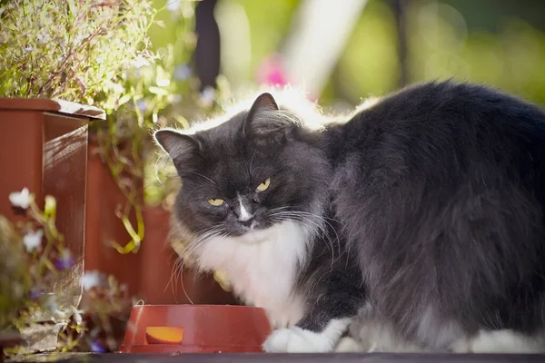 茶碗付きの花の間に煙色のふわふわした猫の肖像画 — ストック写真