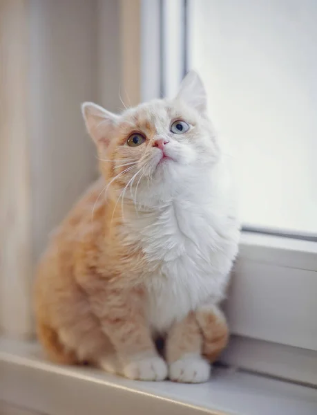 Das Hellbeige Kätzchen Sitzt Auf Einem Fensterbrett — Stockfoto