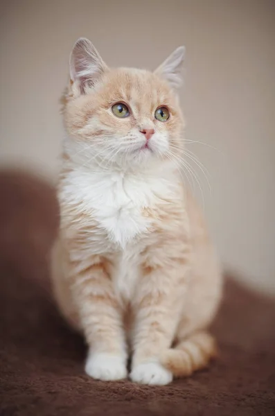 Licht Beige Tabby Kitten Met Groene Ogen Zitten — Stockfoto