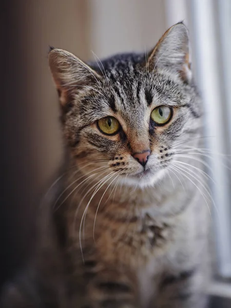 Porträtt Grön Ögd Randig Katt Grå Färg — Stockfoto