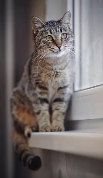 Gatto Grigio Dagli Occhi Verdi Strisce Seduto Sul Davanzale Della — Foto Stock