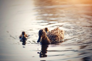 Ördekli ördek nehirde yüzüyor, günbatımı güneşiyle aydınlanıyor..