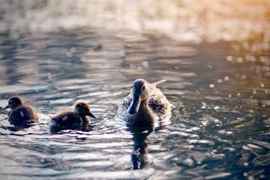 Ördekli ördek, akşamları gölde yüzer..
