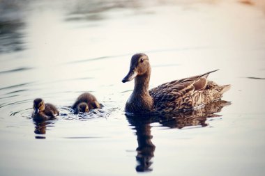 Ördekli ördek nehirde yüzüyor.