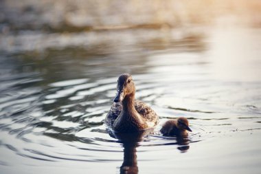 Ördek yavrusu nehirde yüzüyor.
