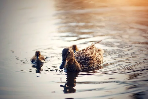 Ördekli ördek nehirde yüzüyor, günbatımı güneşiyle aydınlanıyor..