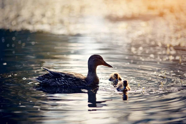 Duck Ducklings Swims Lake Sunset Beams Sun — Stock Photo, Image
