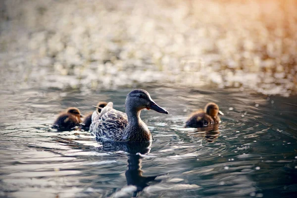 Pato Con Patitos Nada Por Noche Lago — Foto de Stock