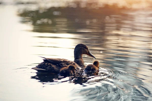 Ördekli ördek gölde yüzüyor, günbatımı güneşiyle aydınlanıyor..