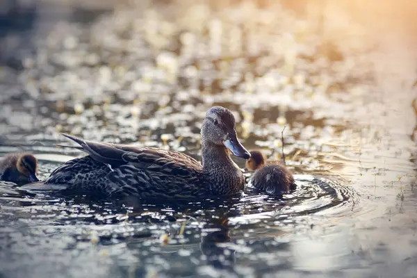 Ördek yavrusuyla birlikte gölde yüzer.