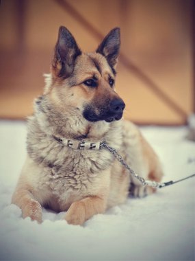 Koyun köpek yalan söyler ve onu korur..