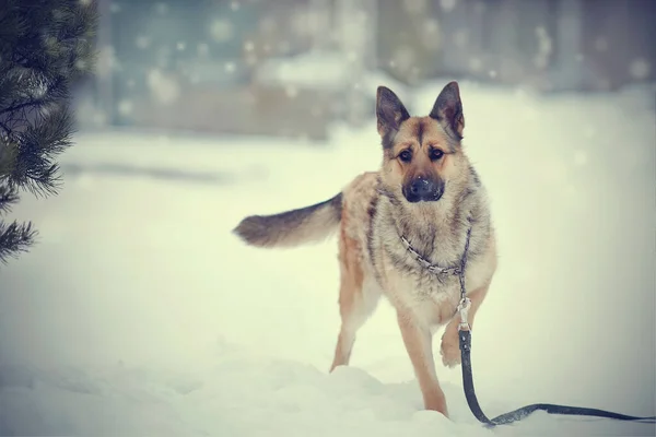 Hond Van Ras Een Schaap Hond Wandeling Winter — Stockfoto