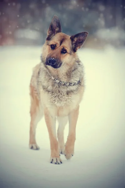 Hond Van Ras Een Schaap Hond Wandelingen Winter — Stockfoto