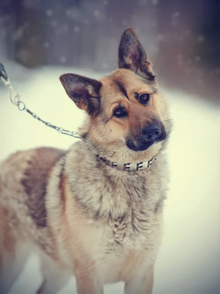 Portret Van Een Schapenhond Open Lucht Winter — Stockfoto