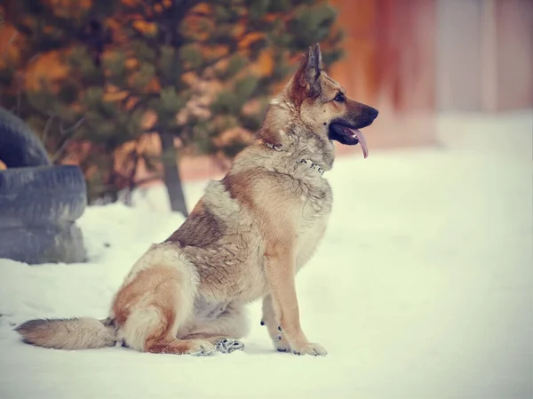 Hond Een Schapenhond Zit Beschermt — Stockfoto