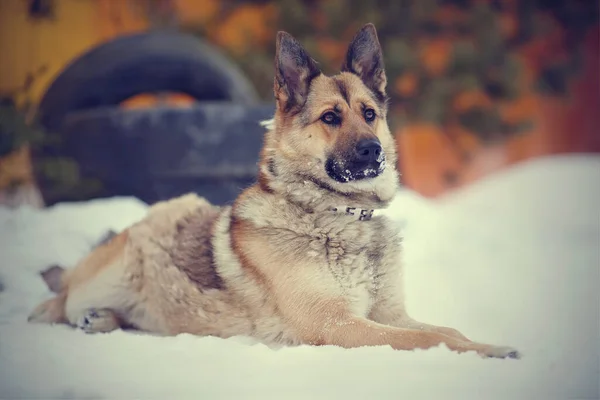 Der Hund Eines Schäferhundes Lügt Und Beschützt — Stockfoto