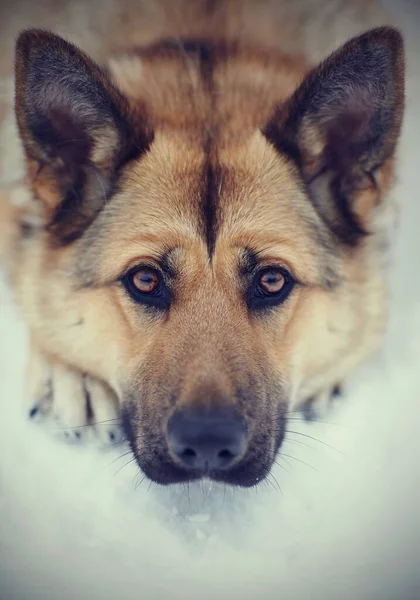 Retrato Perro Raza Oveja Perro Acostado Nieve —  Fotos de Stock