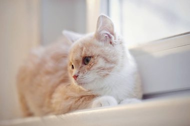 Kırmızı tekir kedicik pencere pervazına uzanır..