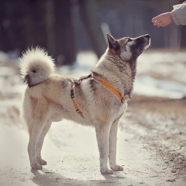 Training Van Een Pluizige Hond Tijdens Het Wandelen — Stockfoto