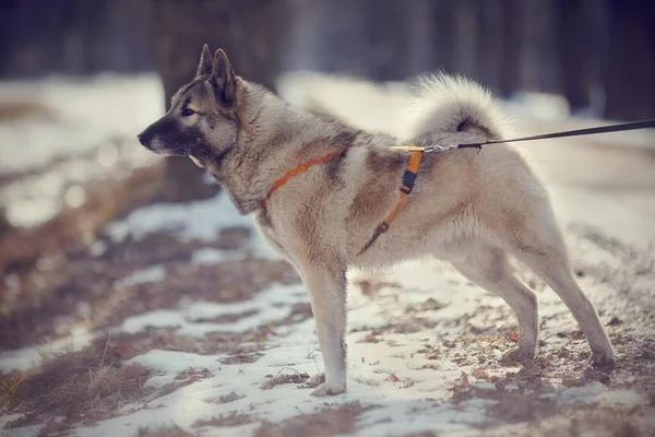 Dog Lead Walks Winter Illuminated Sun — Stock Photo, Image