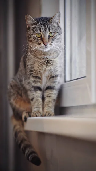 Gatto Grigio Dagli Occhi Verdi Strisce Seduto Sul Davanzale Della — Foto Stock