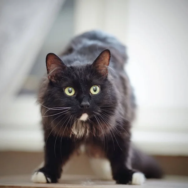 Gato Mullido Negro Sorprendido Con Ojos Verdes Patas Blancas — Foto de Stock
