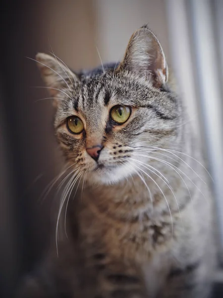 Retrato Gato Listrado Olhos Verdes Cor Cinza — Fotografia de Stock