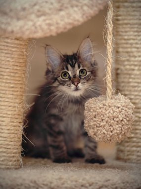 Beyaz bıyıklı çizgili tüylü kedi yavrusu.