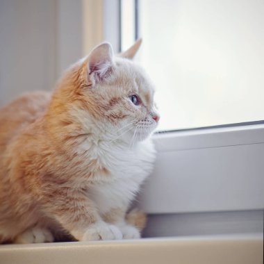 Kırmızı tekir kedicik pencere eşiğinde oturuyor..