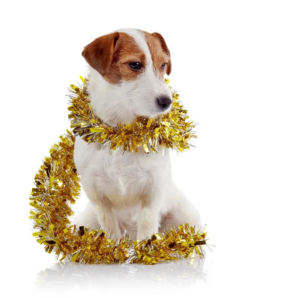 Perrito Pequeño Raza Jack Russell Terrier Oropel Navideño —  Fotos de Stock