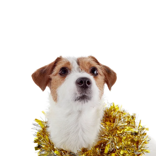 Retrato Pequeño Perrito Raza Jack Russell Terrier Oropel Navidad —  Fotos de Stock