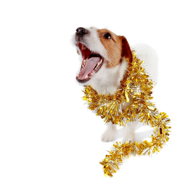 Küçük Köpek Yavrusu Jack Russell Terrier Noel Süslemesi — Stok fotoğraf