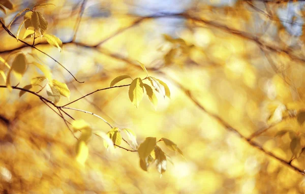 Long Branches Autumn Yellow Leaves — Stock Photo, Image