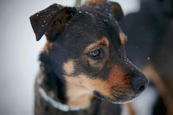 Portrait Purebred Dog Winter — Stock Photo, Image