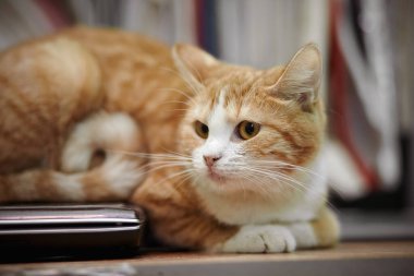 Kırmızılı beyaz çizgili evcil kedi
